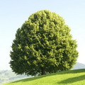 نمدار یا زیرفون برگ کوچک